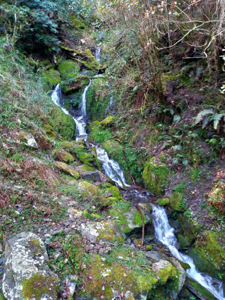 檜山巨木群步道_1662857