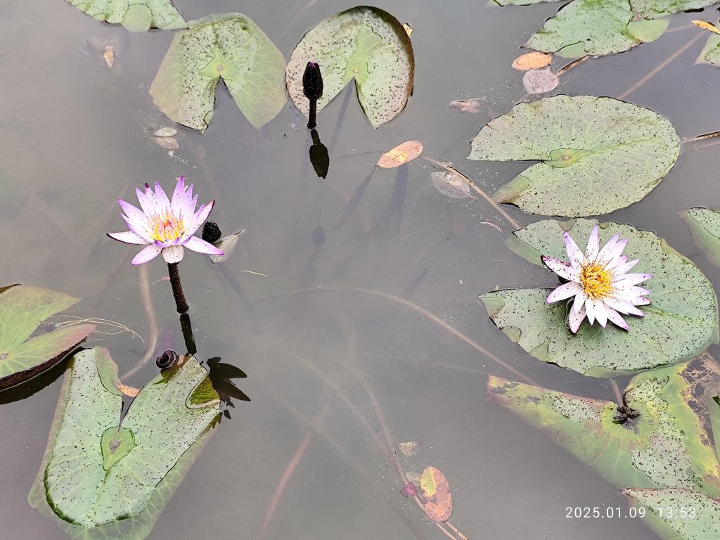 花博公園圓山園區→臺北市立美術館→圓山別莊→湖光教會→凱旋酒店→宏匯瑞光廣場→大港墘公園_2686052