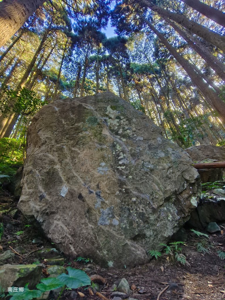 苗栗加里山杜鵑嶺_1987072