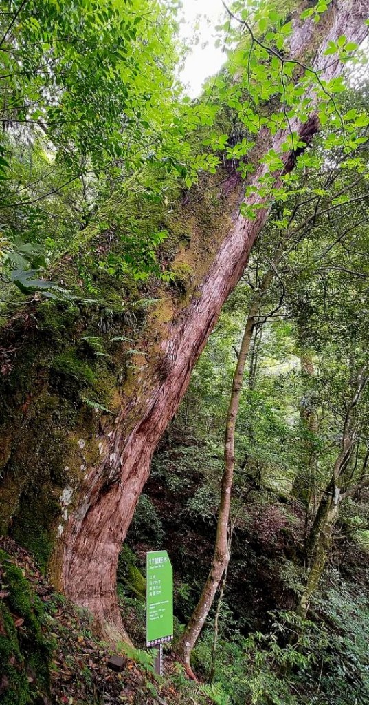 〔桃園復興〕拉拉山巨木，史詩級魔幻森林，75公頃紅檜 扁柏森林浴_2244589