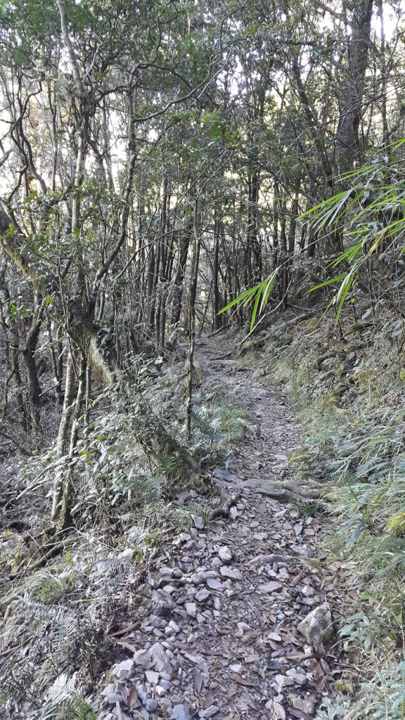 八仙山國家森林步道 2016 12 10_191747