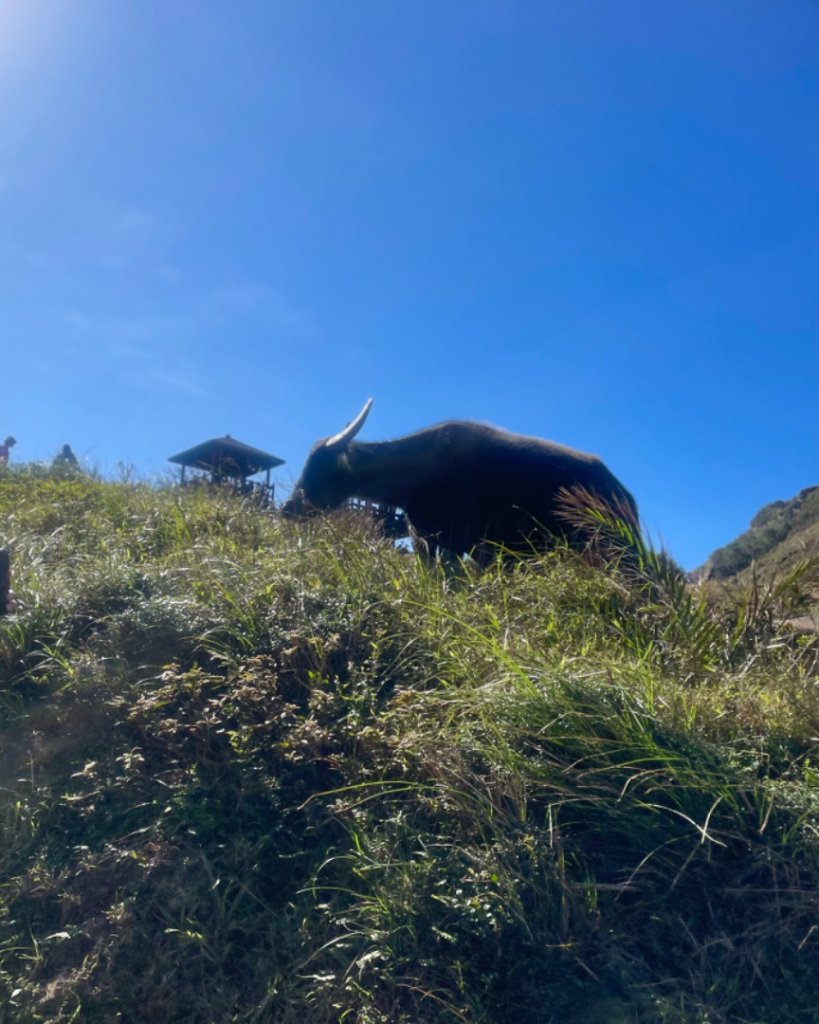 上草嶺古道芒草季看水牛🐃封面圖