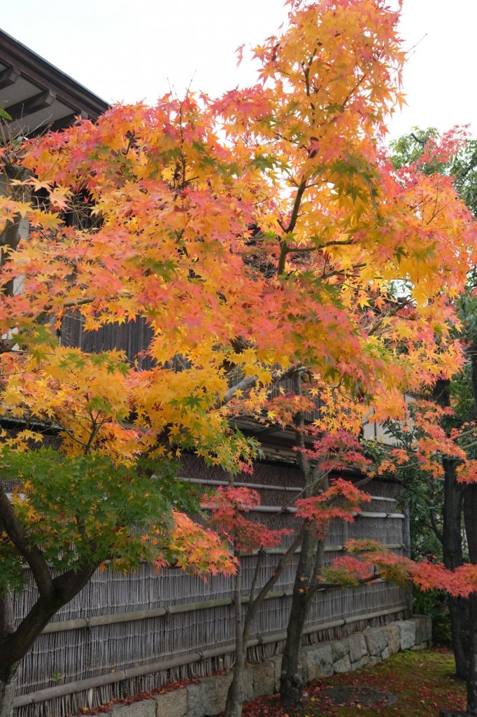 【海外健行】 漫步- 梅小路公園- 朱雀庭園- 西本願寺- 東本願寺_1936088
