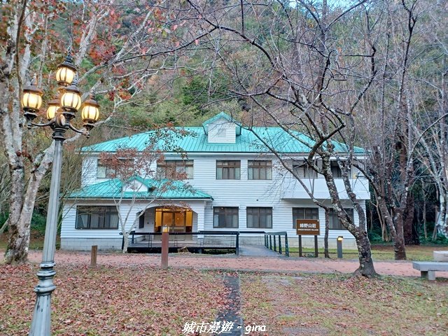 【南投仁愛】光影下的森林療育。 奧萬大國家森林遊樂區步道群_2973070