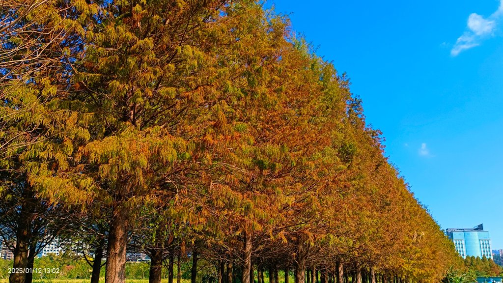 暖暖冬陽北投趴趴走，農禪寺/三層崎/貴子坑 #雪貂 #寵物貂_2686705