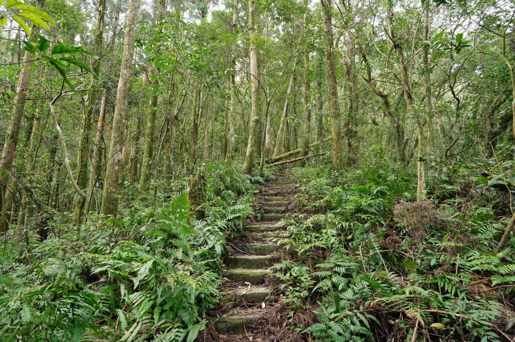 新北 烏來 大桶山、火燒樟山_2728775