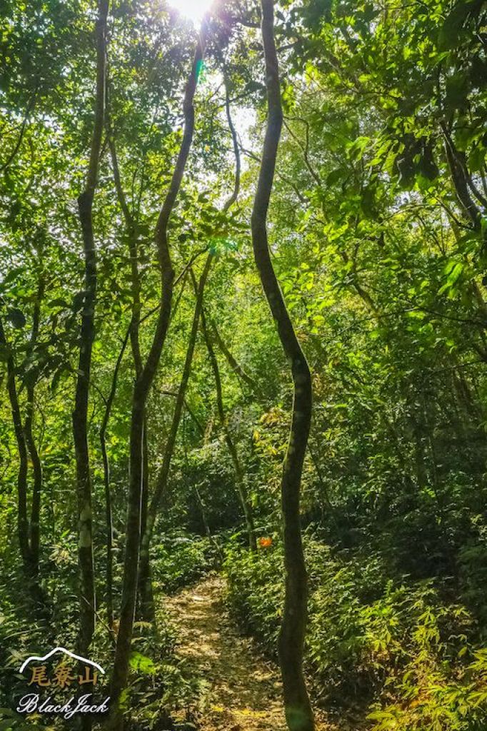 學霸同行尾寮山_295256