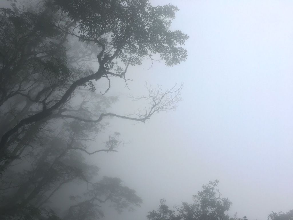 觀霧檜山巨木森林步道_171704