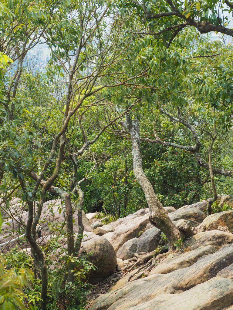 [台北]內湖金面山_564092