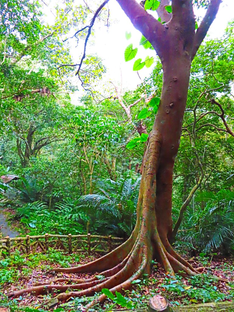 台灣阿凡達奇幻森林國度：大板根森林步道_551261