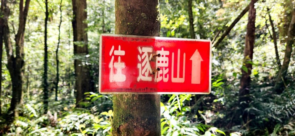 【中級山】與山毛櫸的邂逅，逐鹿山_2742657