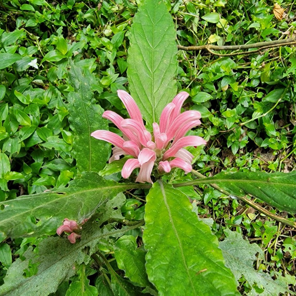 西進陽明山-20240504_2600702