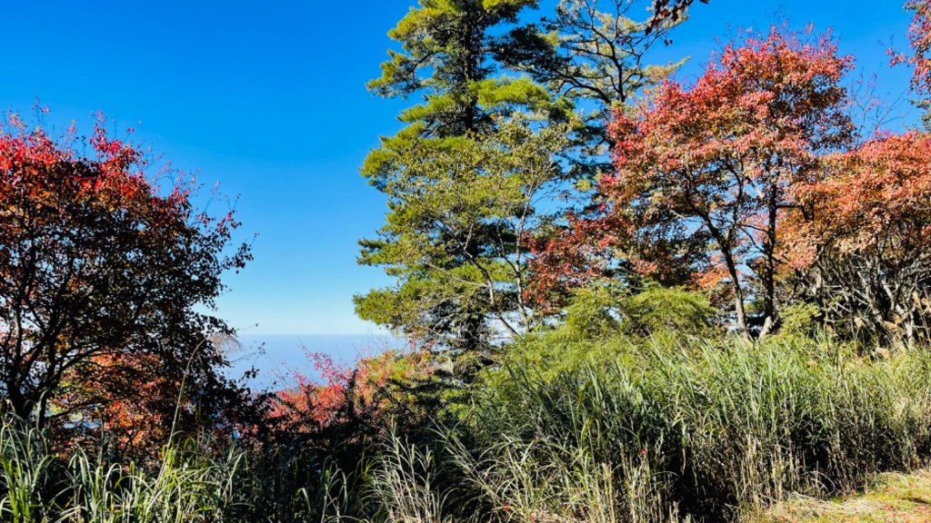 1101211大雪山230林道9.2k/雪山西稜登山口_1546414