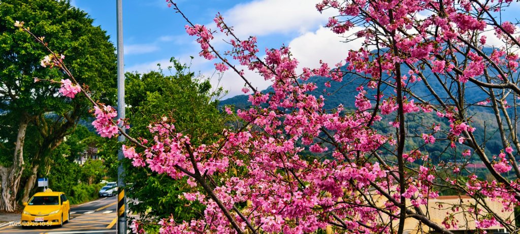 追花是簡單的快樂，賞花是恬淡的幸褔 2/25_2720155