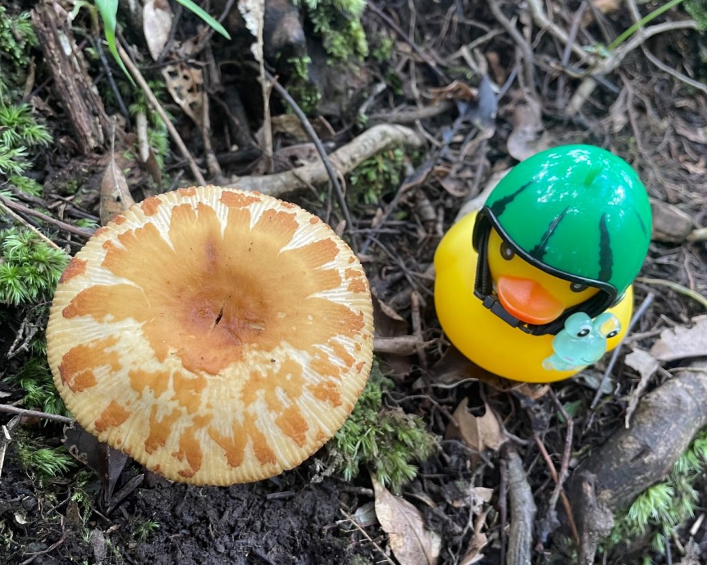 雙溪-四柑-後番子坑古道-土地公-上下內平林-大平林山-石笋-焿子寮古道-猴硐-金瓜石大小粗坑古道_2861498