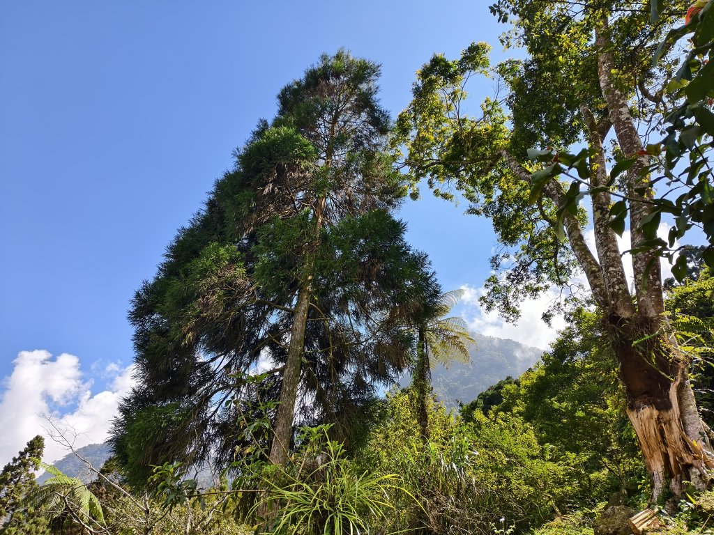 [百山百鳥尋旅-05/15] 2025_0830 溪頭賞鳥步道_銀杏步道_2875500