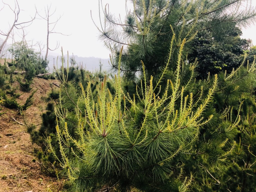 1090411大克山_914016