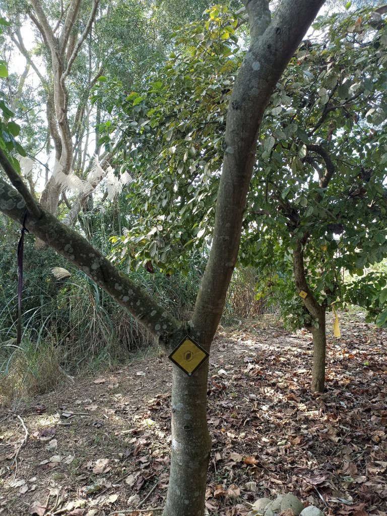 穿霧隘勇線-中三鹿_2991750