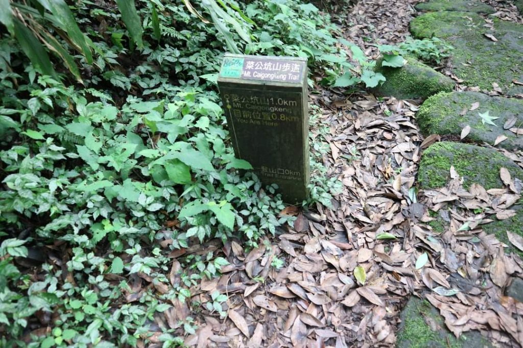 陽明山  菜公坑山 反經石   水車寮步道。林木蓊鬱  豐富的蕨類植披，絕佳避暑古道_2174044