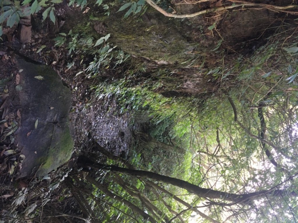 獅仔頭山、粽串尖、大丘田山、雲海101_2027657