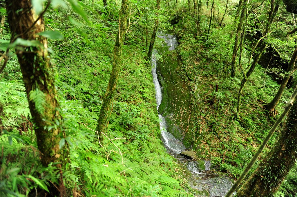 2020 D1025 北德拉曼賞山毛櫸 _1143967