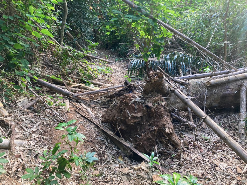 紅毛埤山(蘭潭後山步道)_2653305