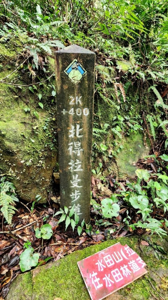 【中級山 】北得拉曼巨木步道，連走內鳥嘴山_2742211