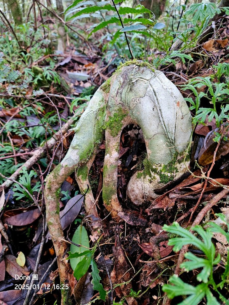 【北插天山】福山上北插天山(整理山徑架繩索布條完工)_2689783