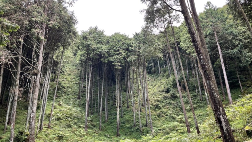 1100812船型山林道3k.稍來山_1441437