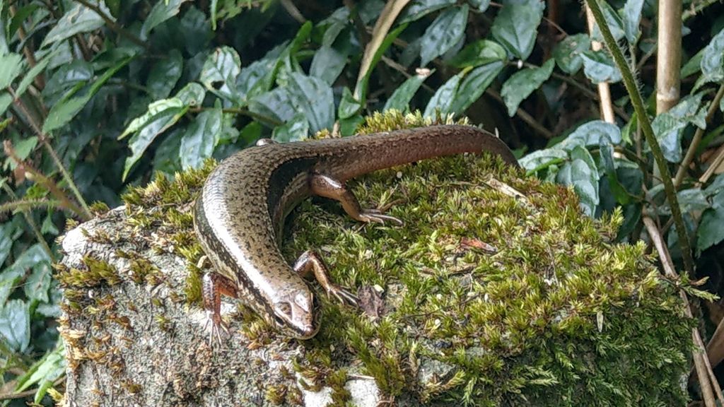 陽明山東西大縱走活動_403189