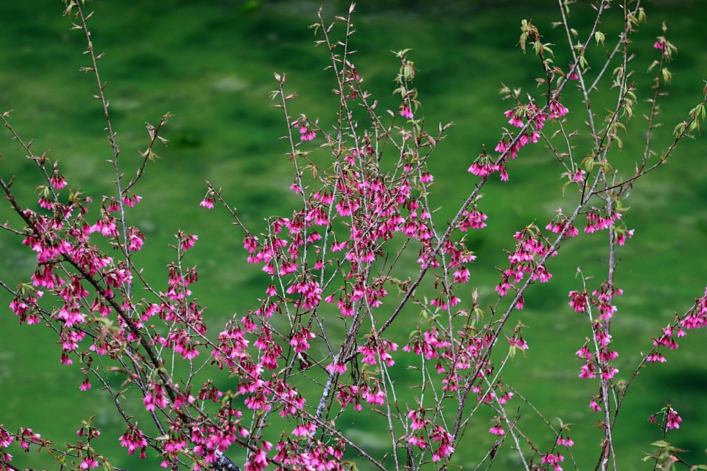 杉林溪賞花_872585