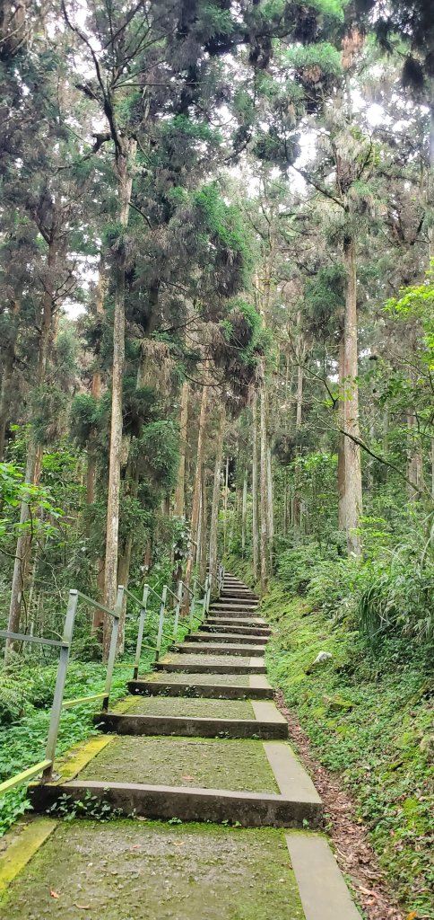 2024-05-19溪頭自然教育園區_2507985