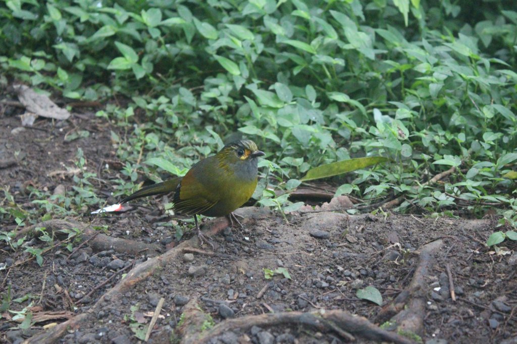 20201010南投溪頭_1145721