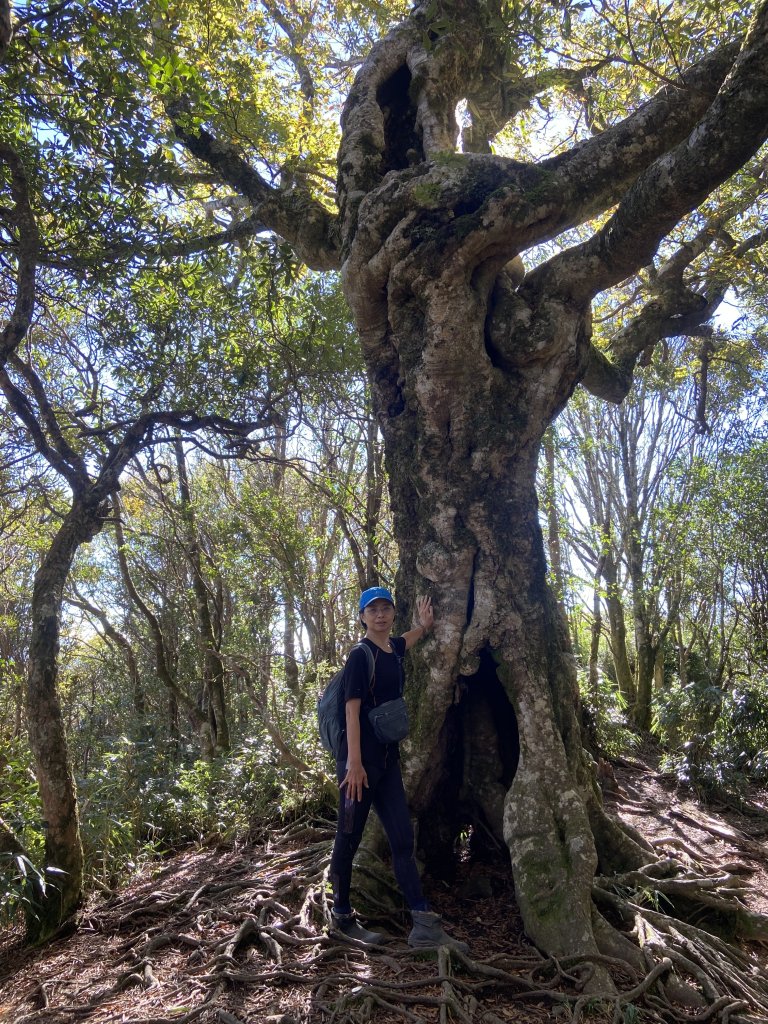 114.11.16 北得拉曼追黃金山毛櫸_2937929