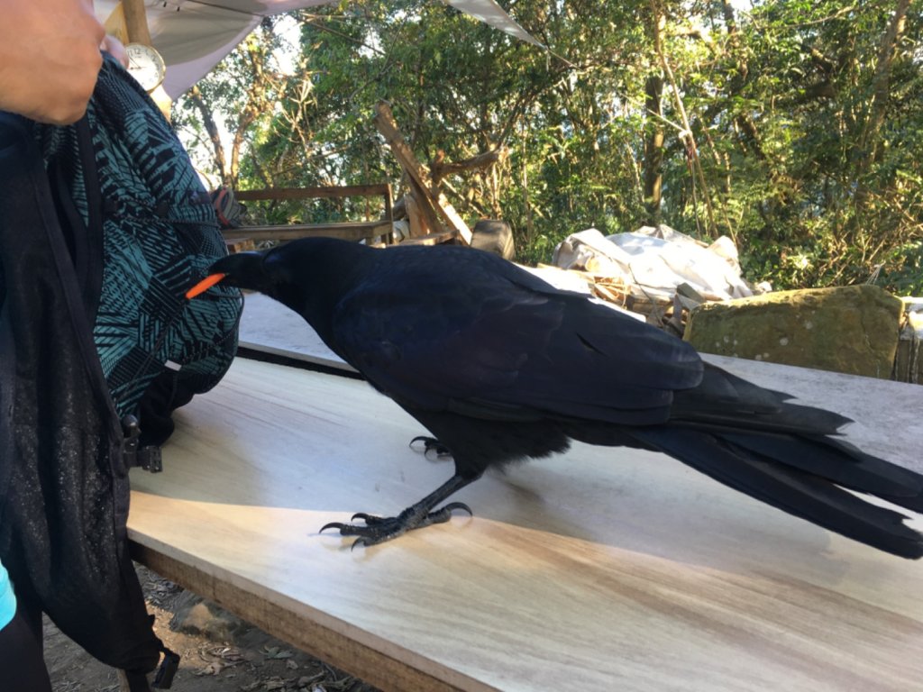 溪洲山、頭寮山_2653065