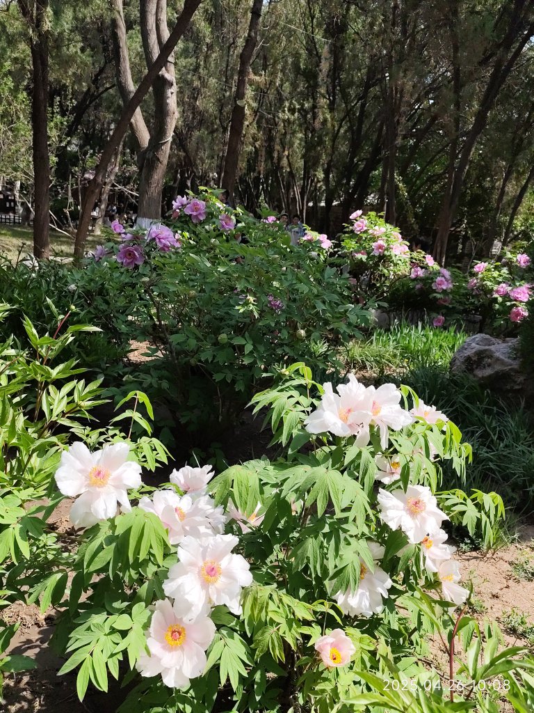 中國山東煙台蓬萊閣風景區_2779489