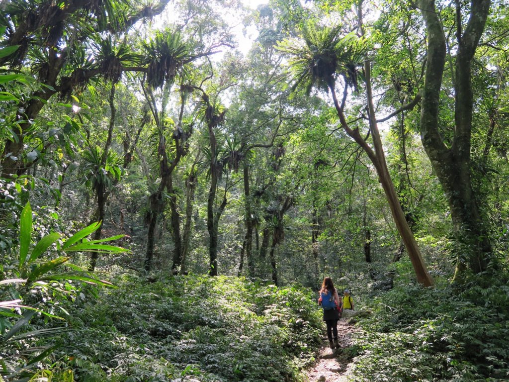 桃山部落 雪山坑 巨人之手 山蘇森林 大雪山540林道_1345946