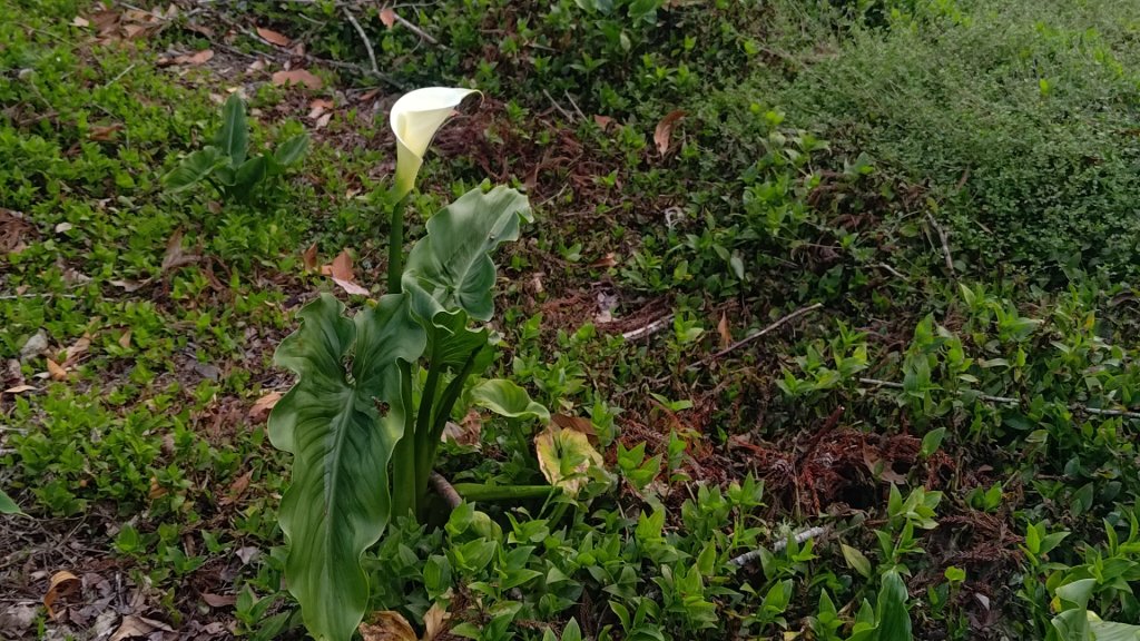 梅峰山地農場立鷹山_2749337