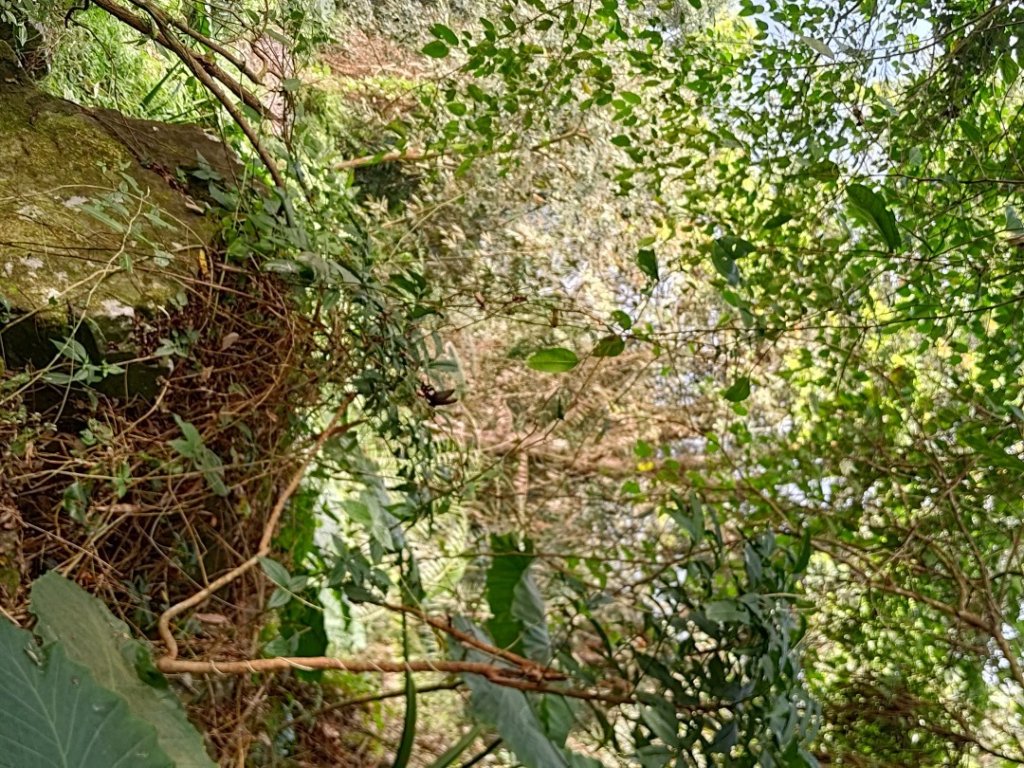 植物照片雞籠山九龍山大凍山_2395827