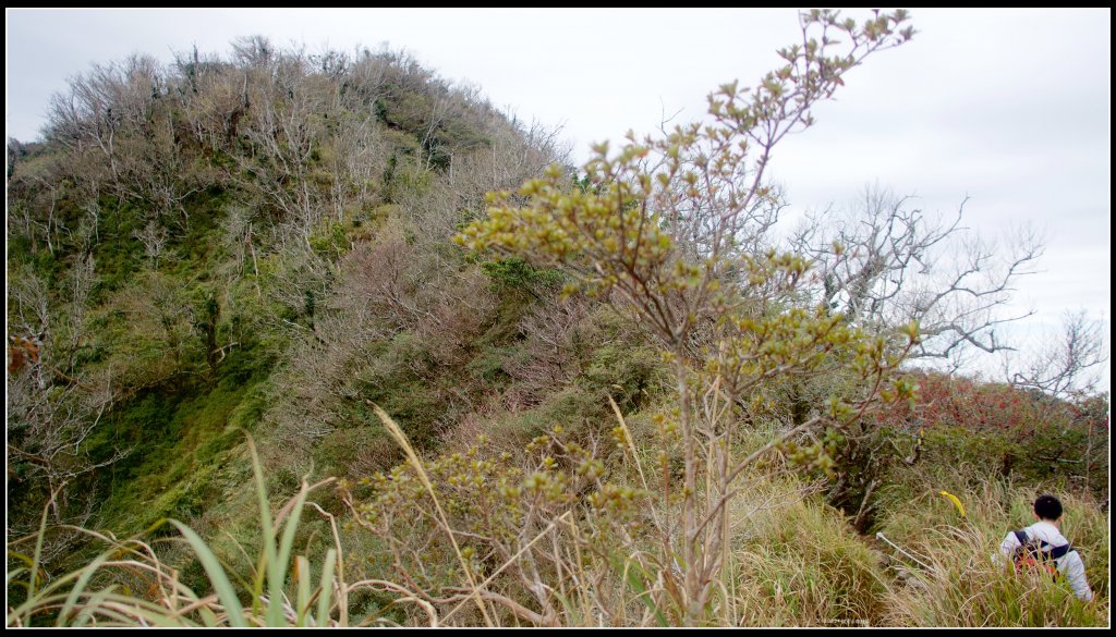 【加里山】森林浴（鹿場）_502184