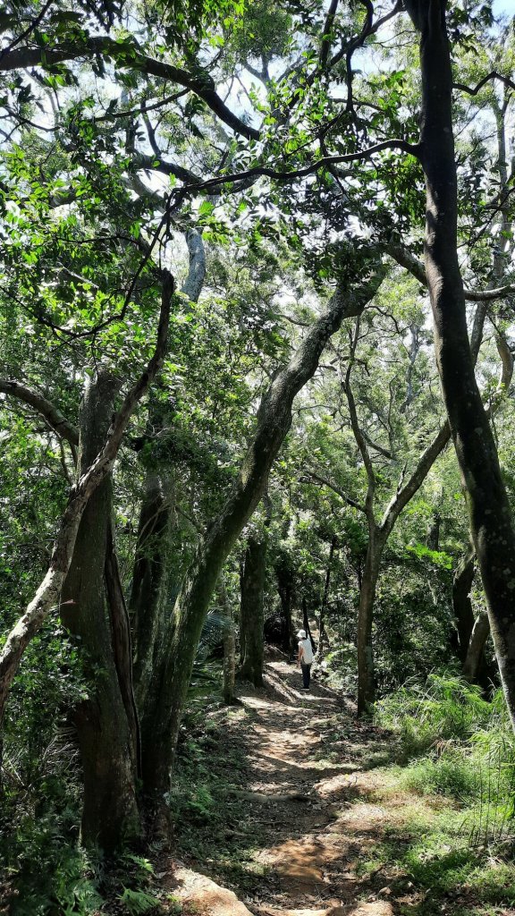 《新竹》竹林紙寮｜芎林文林古道O繞20230813_2248914