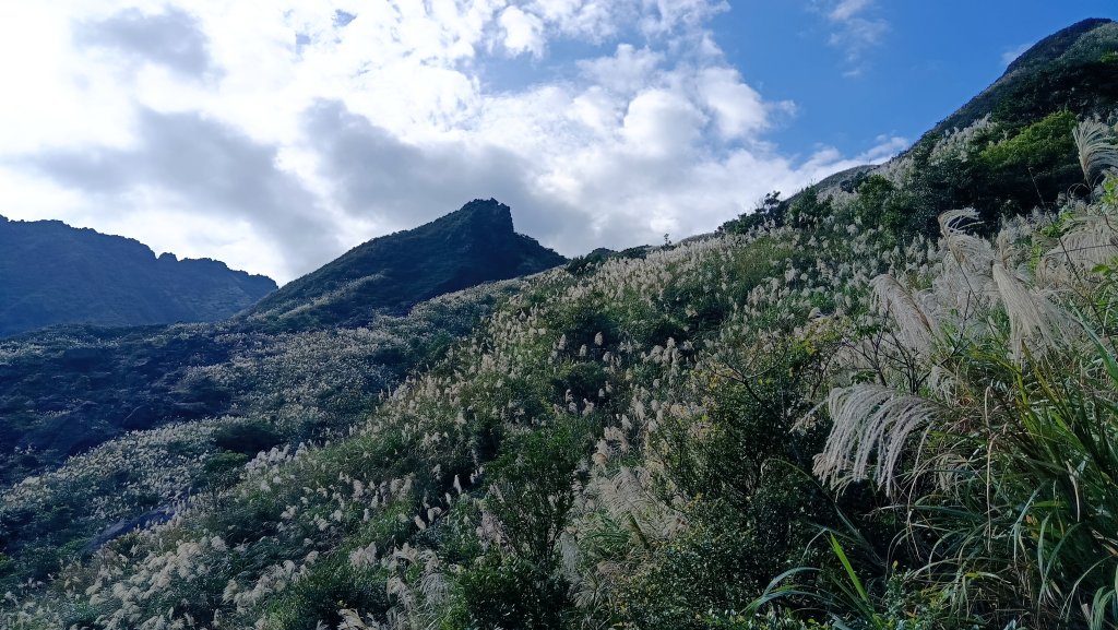 找一個晴天去爬山~金瓜石芒花之旅_2962417