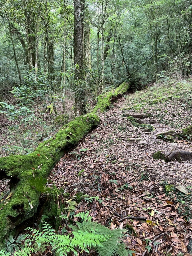 新竹 五峰 觀霧國家森林遊樂區 蜜月小徑+檜山巨木群步道_2811446