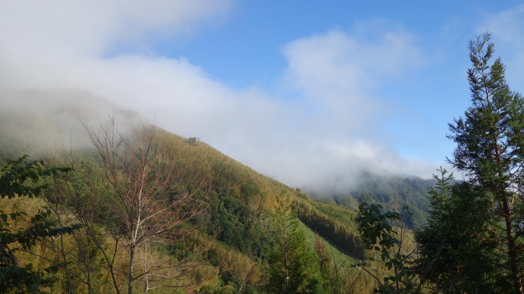 【新竹/五峰】戀戀柳杉林，比大鳥連稜縱走_26301