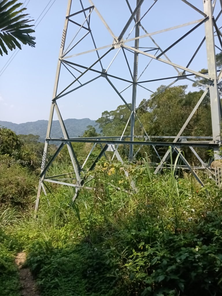 王公坑山血藤花_2746292