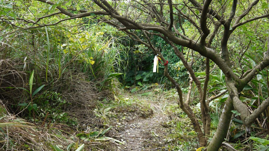 金瓜石黃金洞登山健行趣(郊山)_1518883