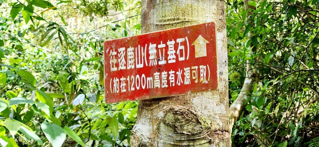 【中級山】與山毛櫸的邂逅，逐鹿山_2742652