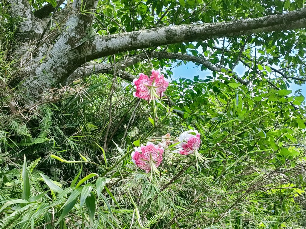 1100829 五寮尖O型一圈_1454853