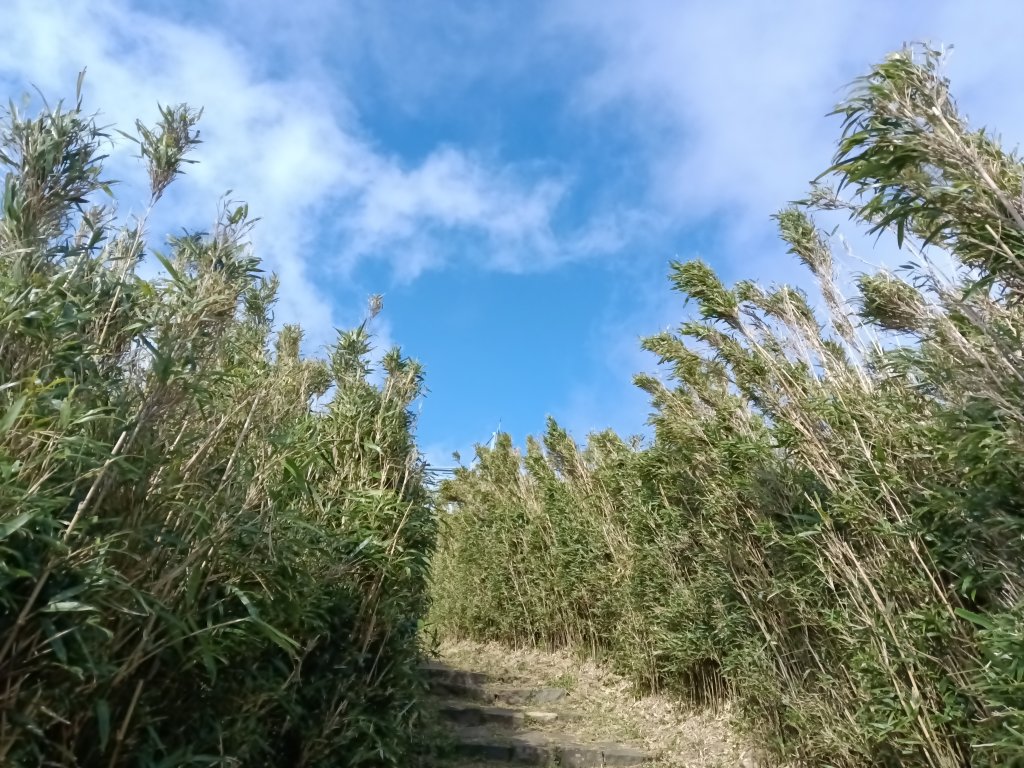 北投區清天宮步道+面天山+向天山+向天池+興福寮步道+頂青礐古道P字走_2960051