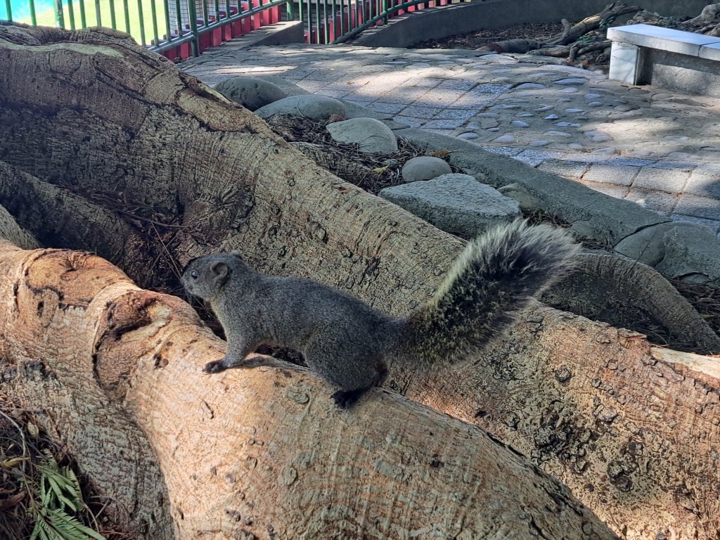 砲台山---台中公園散步去_2338912